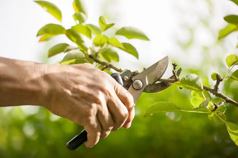 Reliable Pruning Services in Portland, OR