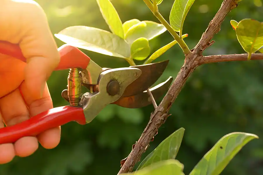 Tips for Pruning in Portland, OR Tips for Pruning in Portland, OR