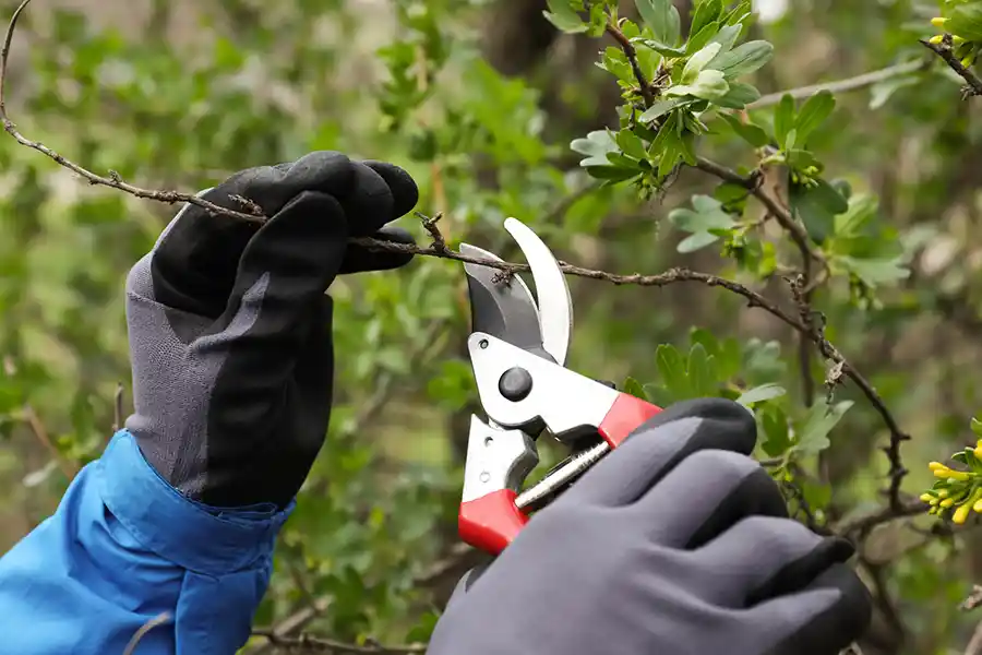 Tips for Pruning Portland, OR Tips for Pruning Portland, OR