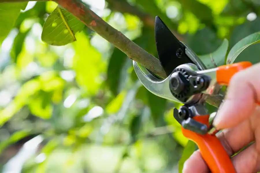 What Is Pruning in Portland, OR What Is Pruning in Portland, OR