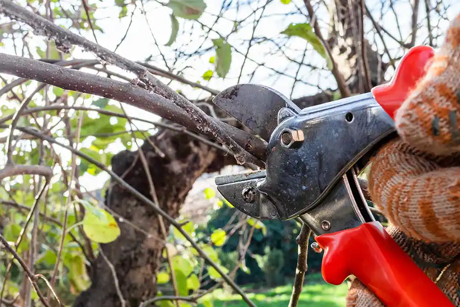 What Is Pruning Portland, OR What Is Pruning Portland, OR