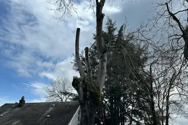 Tree Trimming
